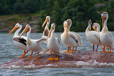 A group of pelicans standing on a rock in the lake